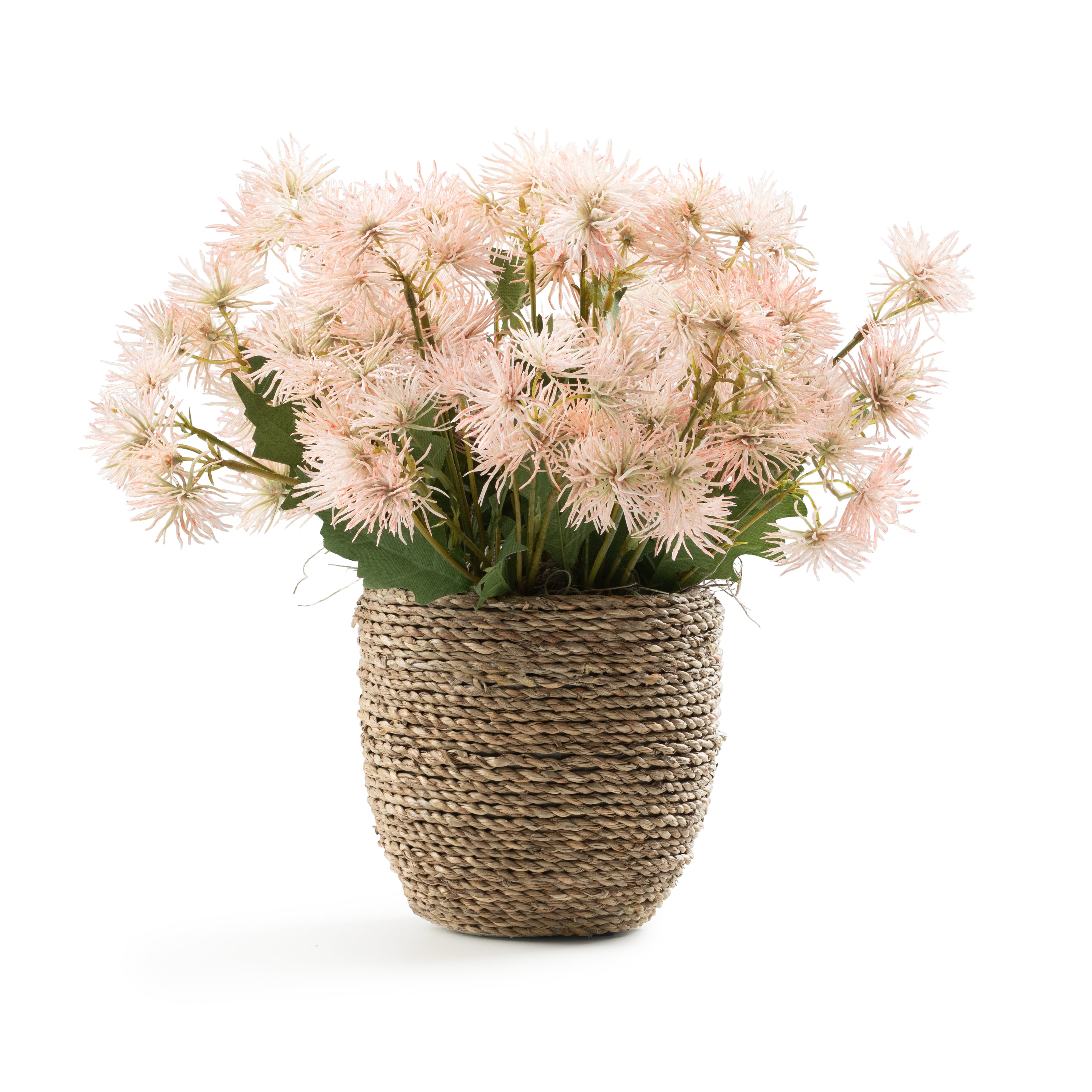 DH Pink Thistle Spray in Rope Pot