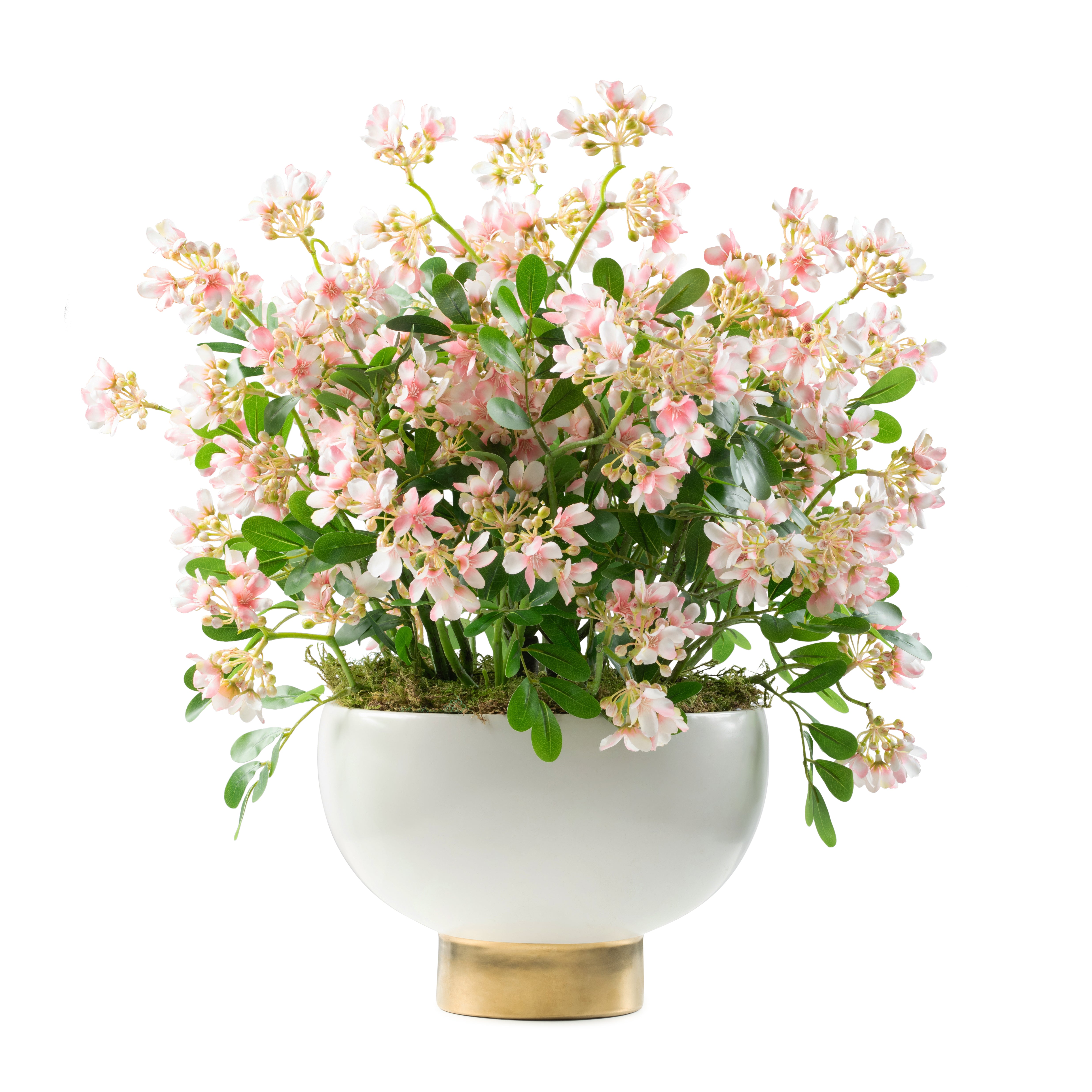 DH Stephanotis Spray in White Pedestal Bowl
